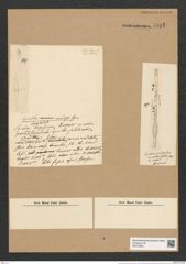 Toxarium undosum Grun. (de-Toni-Nr.: Genus 69, Species 2690) Zeichnungen Sammlung Grunow Nr. 5515 (NHMW-BOT-W0373963)